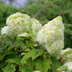Gatsby Moon® Oakleaf Hydrangea -Green Haven Shop Hydrangea Gatsby Moon 5 P sw