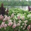 Gatsby Pink® Oakleaf Hydrangea -Green Haven Shop Hydrangea Gatsby Pink 1 P sw