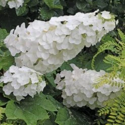 Gatsby Pink® Oakleaf Hydrangea -Green Haven Shop Hydrangea Gatsby Pink 4 P sw