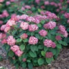 Invincibelle® Ruby Smooth Hydrangea -Green Haven Shop Hydrangea Invincibelle Ruby 1 P