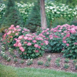 Invincibelle® Ruby Smooth Hydrangea -Green Haven Shop Hydrangea Invincibelle Ruby 3 P