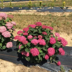 Invincibelle® Ruby Smooth Hydrangea -Green Haven Shop Hydrangea Invincibelle Ruby 4 P
