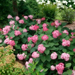 Invincibelle® Ruby Smooth Hydrangea -Green Haven Shop Hydrangea Invincibelle Ruby 5 P
