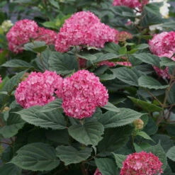 Invincibelle® Ruby Smooth Hydrangea -Green Haven Shop Hydrangea Invincibelle Ruby 6 P