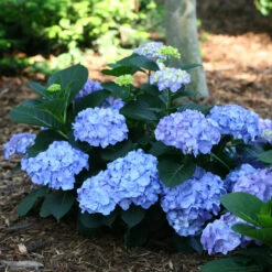 Let's Dance® Blue Jangles® Bigleaf Hydrangea