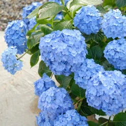 Let's Dance® Blue Jangles® Bigleaf Hydrangea -Green Haven Shop Hydrangea Lets Dance Blue Jangles 3 P
