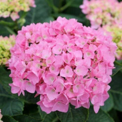 Let's Dance® Blue Jangles® Bigleaf Hydrangea -Green Haven Shop Hydrangea Lets Dance Blue Jangles 4 P