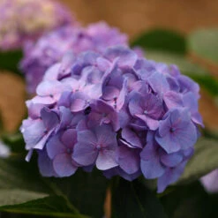 Let's Dance® Blue Jangles® Bigleaf Hydrangea -Green Haven Shop Hydrangea Lets Dance Blue Jangles 6 P
