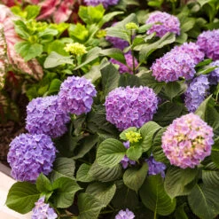 Let's Dance® Rhythmic Blue® Bigleaf Hydrangea -Green Haven Shop Hydrangea Lets Dance Rhythmic Blue 4 P