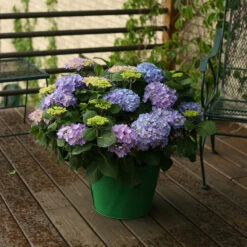 Let's Dance® Rhythmic Blue® Bigleaf Hydrangea -Green Haven Shop Hydrangea Lets Dance Rhythmic Blue 5 P
