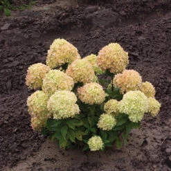 Little Lime® Panicle Hydrangea -Green Haven Shop Hydrangea Little Lime 1 P