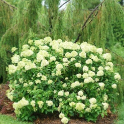 Little Lime® Panicle Hydrangea -Green Haven Shop Hydrangea Little Lime 2 P