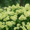 Little Lime® Panicle Hydrangea -Green Haven Shop Hydrangea Little Lime 3 P