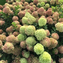 Little Lime® Panicle Hydrangea -Green Haven Shop Hydrangea Little Lime 4 P