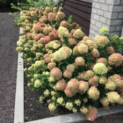Little Lime® Panicle Hydrangea -Green Haven Shop Hydrangea Little Lime 5 P
