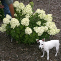 Little Lime® Panicle Hydrangea -Green Haven Shop Hydrangea Little Lime 7 P