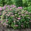 Tuff Stuff™ Red Mountain Hydrangea -Green Haven Shop Hydrangea Tuff Stuf Red 1 P