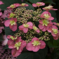 Tuff Stuff™ Red Mountain Hydrangea -Green Haven Shop Hydrangea Tuff Stuf Red 2 P
