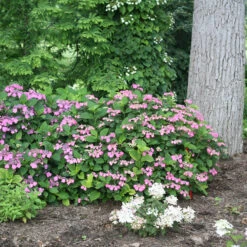 Tuff Stuff™ Red Mountain Hydrangea -Green Haven Shop Hydrangea Tuff Stuf Red 4 P