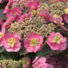 Tuff Stuff™ Mountain Hydrangea -Green Haven Shop Hydrangea Tuff Stuff 5 P