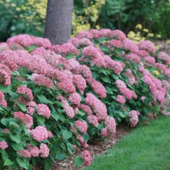 Invincibelle Spirit® II Smooth Hydrangea 10 Invincibelle Spirit® II Smooth Hydrangea -Green Haven Shop Hydrangea arborescens Invincibelle Spirit II 1 P