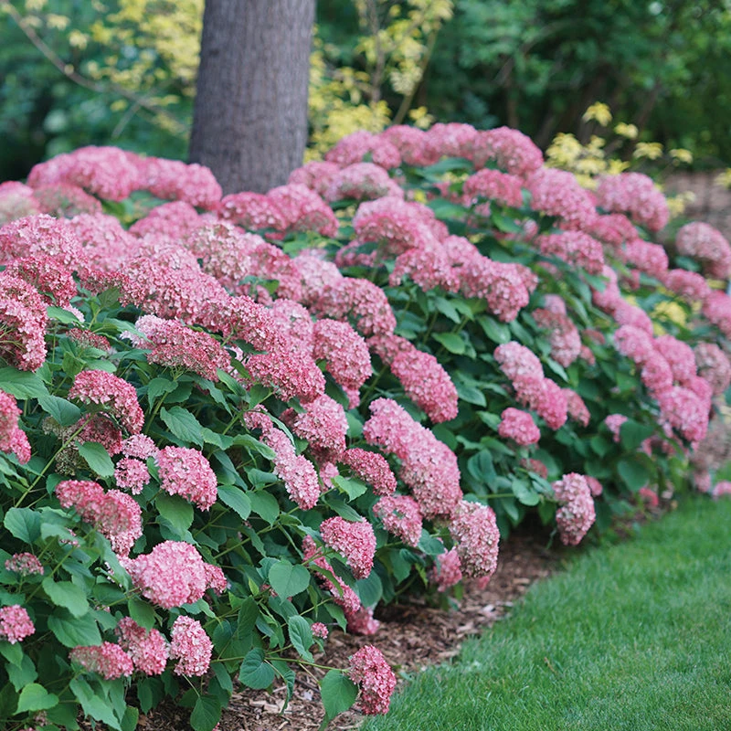 Invincibelle Spirit® II Smooth Hydrangea 5 Invincibelle Spirit® II Smooth Hydrangea - Image 3
