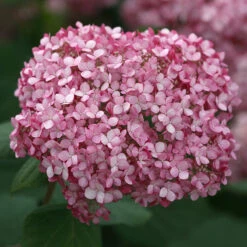 Invincibelle Spirit® II Smooth Hydrangea 12 Invincibelle Spirit® II Smooth Hydrangea -Green Haven Shop Hydrangea arborescens Invincibelle Spirit II 4 P