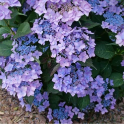 Let's Dance Can Do!® Bigleaf Hydrangea -Green Haven Shop HydrangeaLetsDanceCanDoP1226578 800x800 e24c668