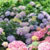 Let's Dance Sky View® Bigleaf Hydrangea 1 Let's Dance Sky View® Bigleaf Hydrangea -Green Haven Shop HydrangeaLetsDanceSkyViewDSC04083 1080x1080 db49b64