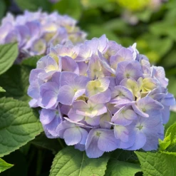 Let's Dance Sky View® Bigleaf Hydrangea -Green Haven Shop HydrangeaLetsDanceSkyViewIMG 7956 1080x1080 353504f