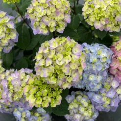 Let's Dance Sky View® Bigleaf Hydrangea -Green Haven Shop HydrangeaLetsDanceSkyViewIMG E1373 1080x1080 8121e61