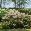 Pinky Winky® Panicle Hydrangea -Green Haven Shop HydrangeaPinkyWinky1