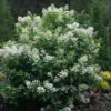 Quick Fire® Panicle Hydrangea -Green Haven Shop HydrangeaQuickFire1
