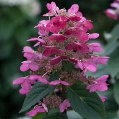 Quick Fire® Panicle Hydrangea -Green Haven Shop HydrangeaQuickFire3