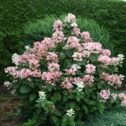 Quick Fire® Panicle Hydrangea -Green Haven Shop HydrangeaQuickFire4