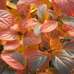 Quick Fire® Panicle Hydrangea -Green Haven Shop HydrangeaQuickFire5