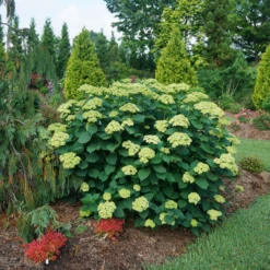 Invincibelle Sublime™ Smooth Hydrangea -Green Haven Shop HydrangeaarborescensInvincibelleSublimeDSC00551 800x800 3ec7d67