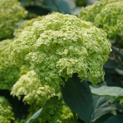 Invincibelle Sublime™ Smooth Hydrangea -Green Haven Shop HydrangeaarborescensInvincibelleSublimeDSC08103 800x800 31b4cad
