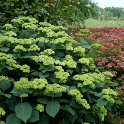 Invincibelle Sublime™ Smooth Hydrangea -Green Haven Shop HydrangeaarborescensInvincibelleSublimeP1071887 800x800 8447e3e