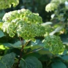 Invincibelle Sublime™ Smooth Hydrangea -Green Haven Shop HydrangeaarborescensInvincibelleSublimeP1105846 800x800 fd3fd56