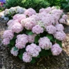 Wee Bit Innocent™ Bigleaf Hydrangea -Green Haven Shop HydrangeamacWeeBitInnocentP1196527 800x800 8403209