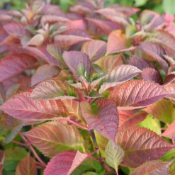 Let's Dance Lovable™ Bigleaf Hydrangea 11 Let's Dance Lovable™ Bigleaf Hydrangea -Green Haven Shop HydrangeamacrophyllaLetsDanceLoveableP1106809 1080x1080 27adc42