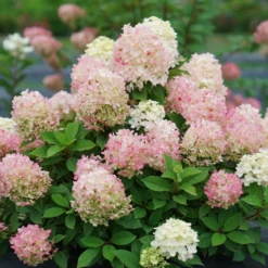 Fire Light Tidbit® Panicle Hydrangea -Green Haven Shop HydrangeapaniculataFireLightTidbitDSC02390 800x800 f760462