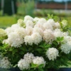 Fire Light Tidbit® Panicle Hydrangea -Green Haven Shop HydrangeapaniculataFireLightTidbitDSC05002 800x800 fb5f99b