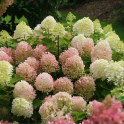 Fire Light Tidbit® Panicle Hydrangea -Green Haven Shop HydrangeapaniculataFireLightTidbitIMG 0114 800x800 d3572ab