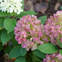 Fire Light Tidbit® Panicle Hydrangea -Green Haven Shop HydrangeapaniculataFireLightTidbitP1106064 800x800 be527ea
