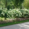 'Limelight' Panicle Hydrangea -Green Haven Shop HydrangeapaniculataLimelightDSC02794 800x800 e07d5e5