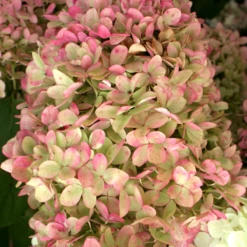 'Limelight' Panicle Hydrangea 12 'Limelight' Panicle Hydrangea -Green Haven Shop HydrangeapaniculataLimelightIMG 0153 800x800 c7764e5