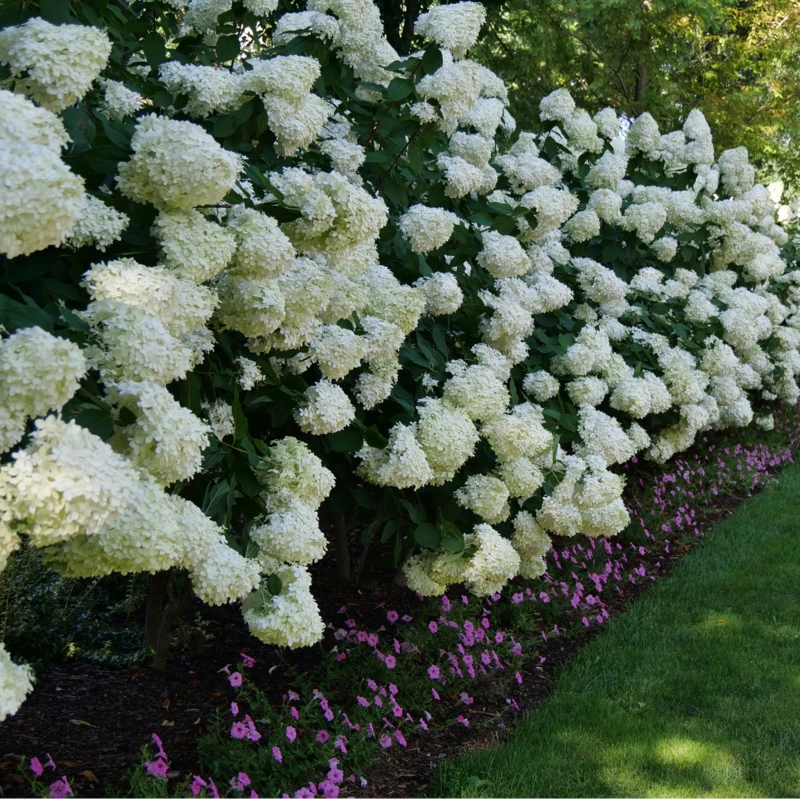 'Limelight' Panicle Hydrangea 7 'Limelight' Panicle Hydrangea - Image 5