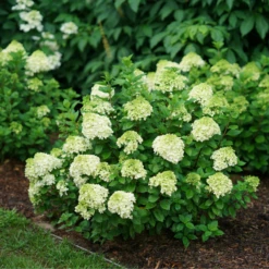 Little Lime Punch® Panicle Hydrangea -Green Haven Shop HydrangeapaniculataLittleLimePunchDSC04605 800x800 dcc922b